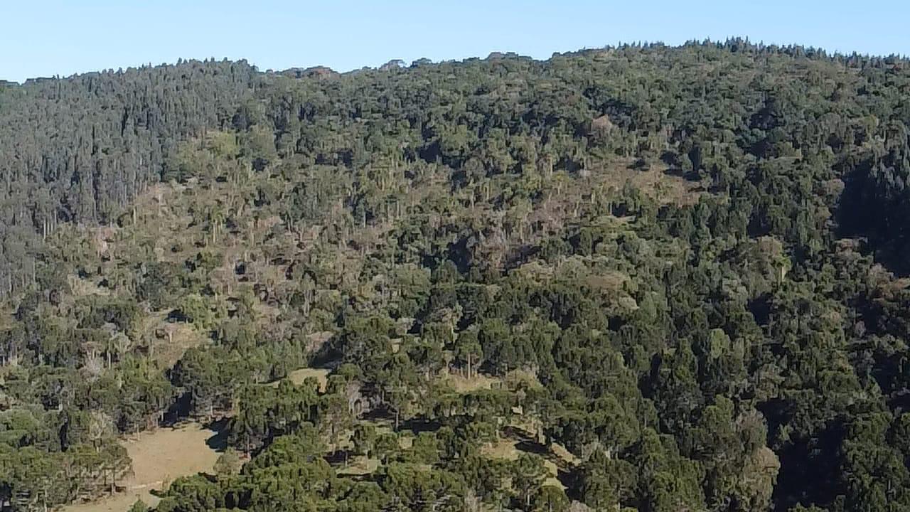 TERRENO PRODUTIVO EM PONTE ALTA |  54,9 HECTARES 