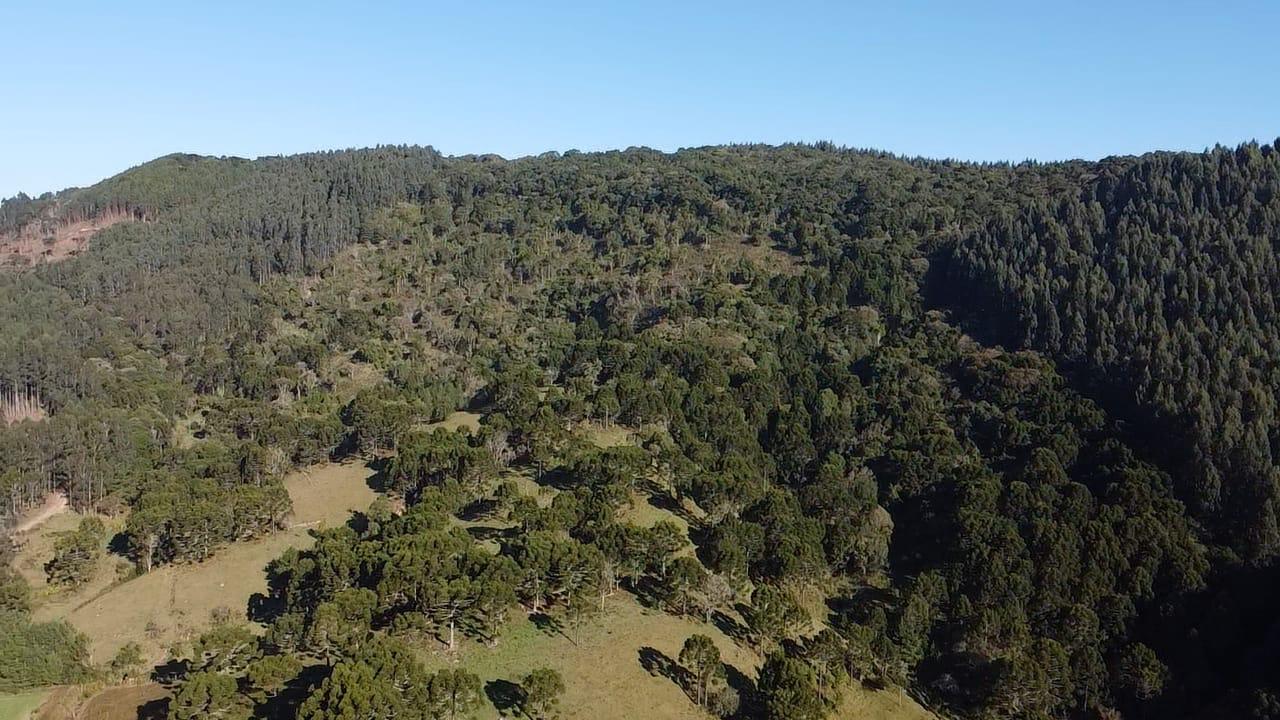 TERRENO PRODUTIVO EM PONTE ALTA |  54,9 HECTARES 